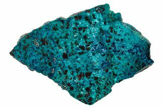 Vibrant Chrysocolla and Shattuckite Section - Mexico #337049