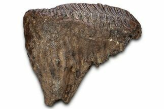 Fantastic, Fossil Woolly Mammoth Upper M Molar - Poland #337197