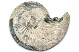 Iridescent, Pyritized Ammonite (Quenstedticeras) Fossil - Russia #337330