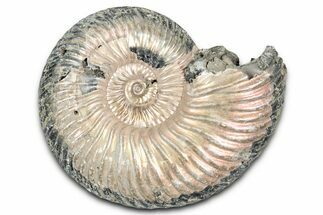 Iridescent, Pyritized Ammonite (Quenstedticeras) Fossil - Russia #337331