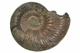 Iridescent, Pyritized Ammonite (Quenstedticeras) Fossil - Russia #337294