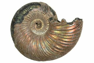 Iridescent, Pyritized Ammonite (Quenstedticeras) Fossil - Russia #337297