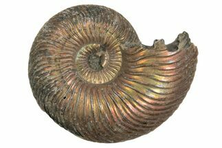 Iridescent, Pyritized Ammonite (Quenstedticeras) Fossil - Russia #337298