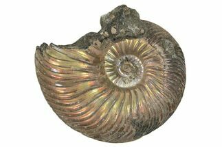 Iridescent, Pyritized Ammonite (Quenstedticeras) Fossil - Russia #337311