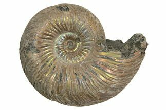 Iridescent, Pyritized Ammonite (Quenstedticeras) Fossil - Russia #337316