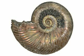 Iridescent, Pyritized Ammonite (Quenstedticeras) Fossil - Russia #337317