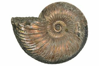 Iridescent, Pyritized Ammonite (Quenstedticeras) Fossil - Russia #337320