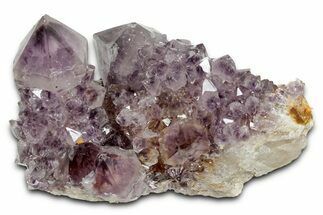 Deep-Purple Cactus Amethyst Crystal Cluster - South Africa #337626
