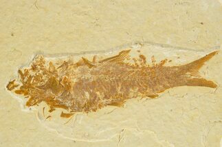 Fossil Fish (Knightia) - Wyoming #333840