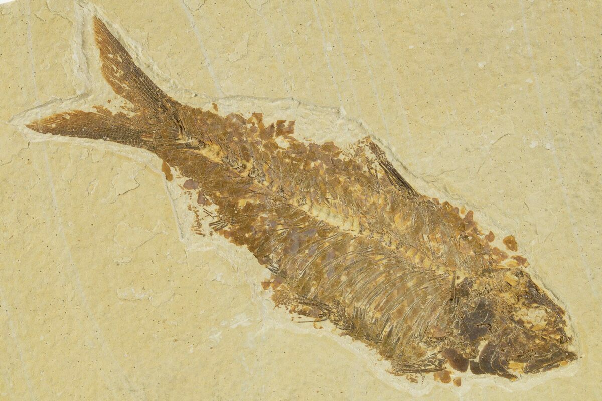 Detailed Fossil Fish (Knightia) Wyoming (#333943) For Sale