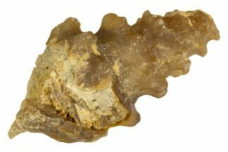 Agatized Gastropod (Cerithium?) Fossil - Morocco #338026