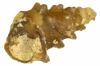 Agatized Gastropod (Cerithium?) Fossil - Morocco #338041