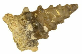 Agatized Gastropod (Cerithium?) Fossil - Morocco #338043