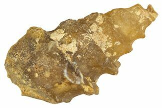 Agatized Gastropod (Cerithium?) Fossil - Morocco #338044
