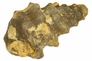 Agatized Gastropod (Cerithium?) Fossil - Morocco #338050