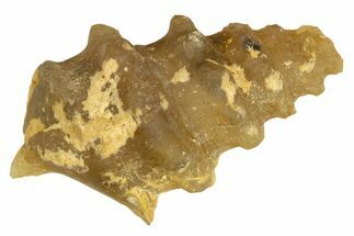 Agatized Gastropod (Cerithium?) Fossil - Morocco #338055