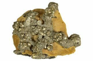 Golden Pyrite on Limonite Clay - Pakistan #337937