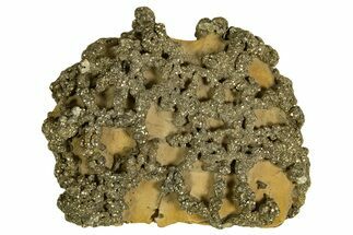 Golden Pyrite on Limonite Clay - Pakistan #337945