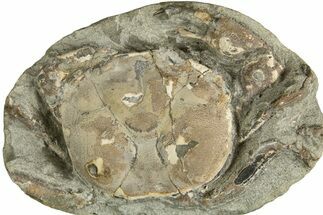 Oligocene Fossil Crab (Branchioplax) - Washington State #338066