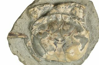 Oligocene Fossil Crab (Branchioplax) - Washington State #338070