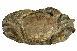 Oligocene Fossil Crab (Branchioplax) - Washington State #338073