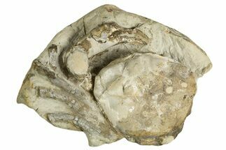 Eocene Fossil Crab (Pulalius) - Washington State #338078