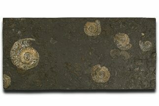 Fossil Ammonite Cluster - Posidonia Shale, Germany #337955