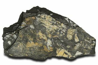 Fossil Seed Fern (Alethopteris & Pecopteris) Plate - Pennsylvania #338134