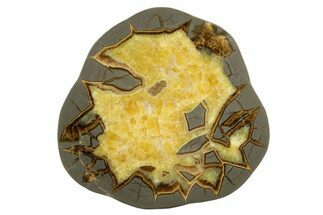 Polished Septarian Slab - Utah #338227