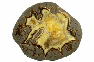 Polished Septarian Slab - Utah #338235