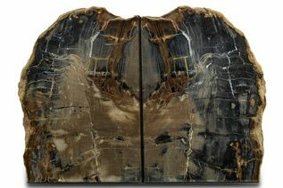 Buy Petrified Wood Bookends