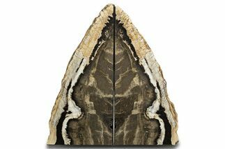 Tall Petrified Wood Bookends - McDermitt, Oregon #338277