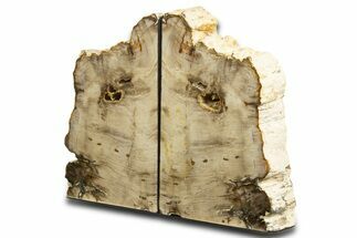 Tall Colorful Petrified Wood Bookends - Washington #338278