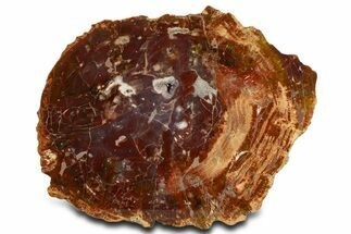 Purple/Red Arizona Petrified Wood Round - Amethyst Pocket #338288