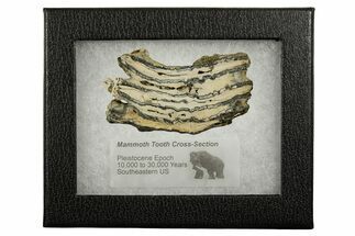 Mammoth Molar Slice With Case - South Carolina #337710