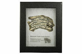 Mammoth Molar Slice With Case - South Carolina #337719