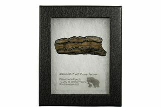 Mammoth Molar Slice With Case - South Carolina #337729