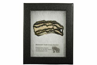 Mammoth Molar Slice With Case - South Carolina #337735