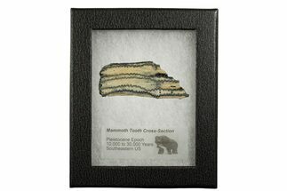 Mammoth Molar Slice With Case - South Carolina #337736