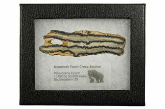 Mammoth Molar Slice With Case - South Carolina #337741