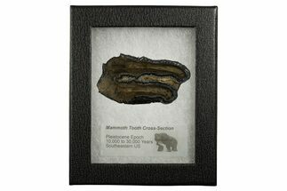 Mammoth Molar Slice With Case - South Carolina #337742