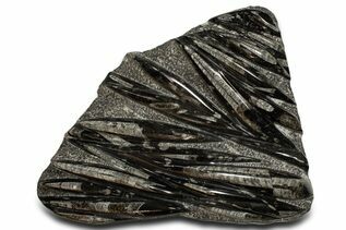 Belemnites & Straight Cephalopods For Sale