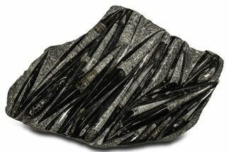 Polished Fossil Orthoceras (Cephalopod) Plate - Morocco #338414