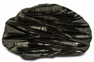 Polished Fossil Orthoceras (Cephalopod) Plate - Morocco #338415