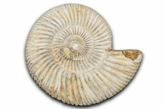 Jurassic Ammonite (Perisphinctes) Fossil - Madagascar #337681
