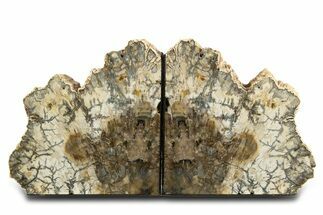 Tall Colorful Petrified Wood Bookends - Madagascar #338350