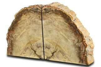 Tall Polished Petrified Wood Bookends - Madagascar #338351