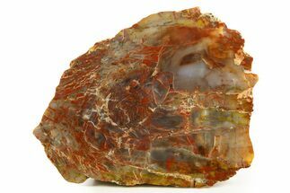 Polished Petrified Wood (Araucarioxylon) Slab - Arizona #338409