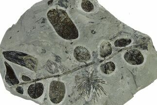 Carboniferous Fossil Fern and Horsetail Plate - Two Species #338449