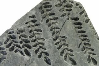 Carboniferous Fossil Fern (Neuropteris) Plate - France #338465